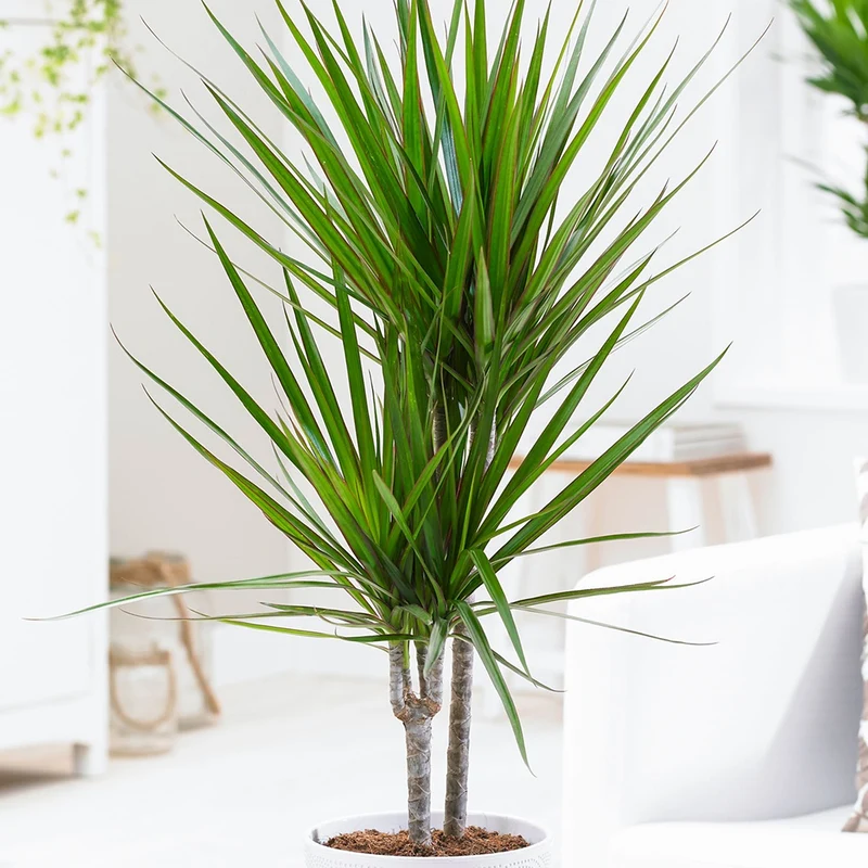 Dracaena marginata