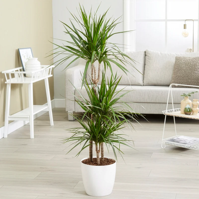 Dracaena marginata