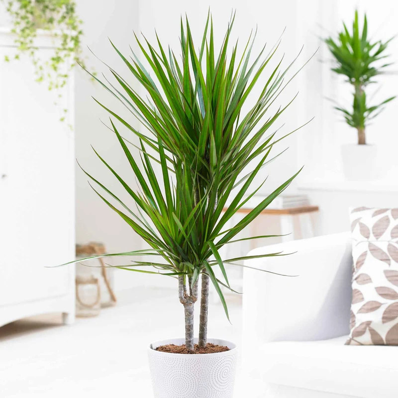 Dracaena marginata