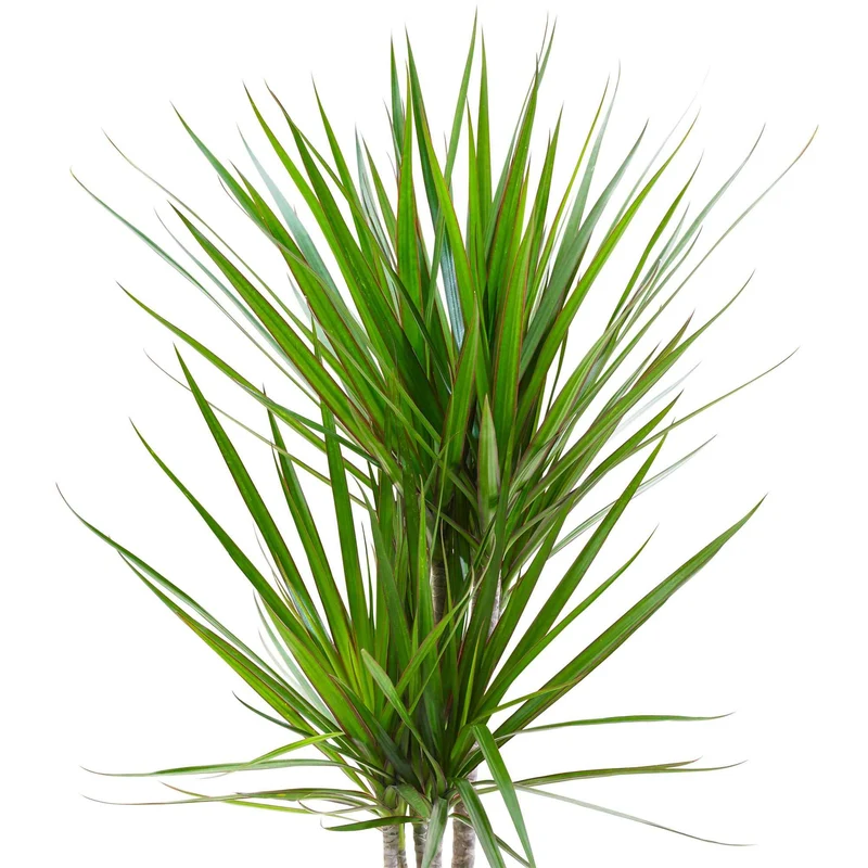 Dracaena marginata