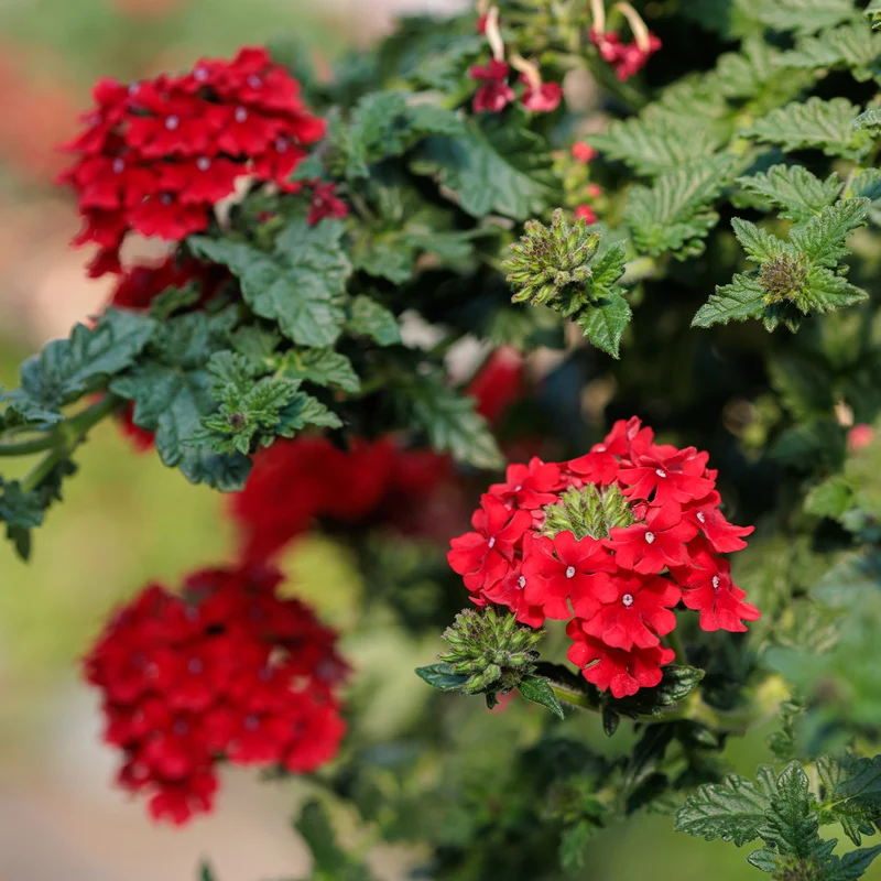 Verveine retombante rouge