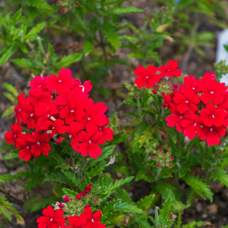 Verveine retombante rouge