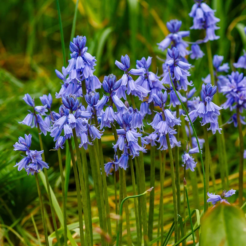 Jacinthe des bois bleue