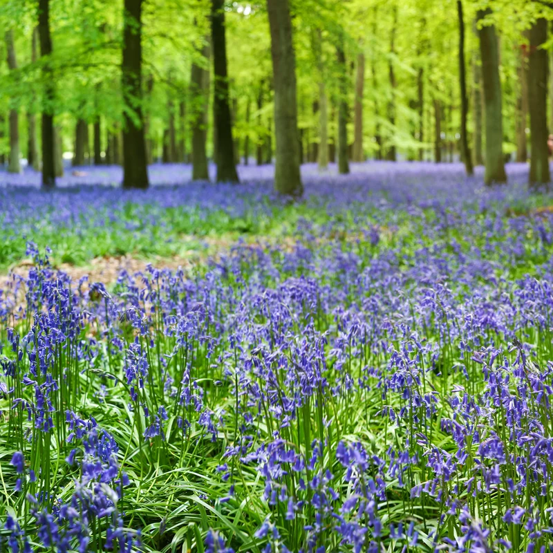 Jacinthe des bois bleue