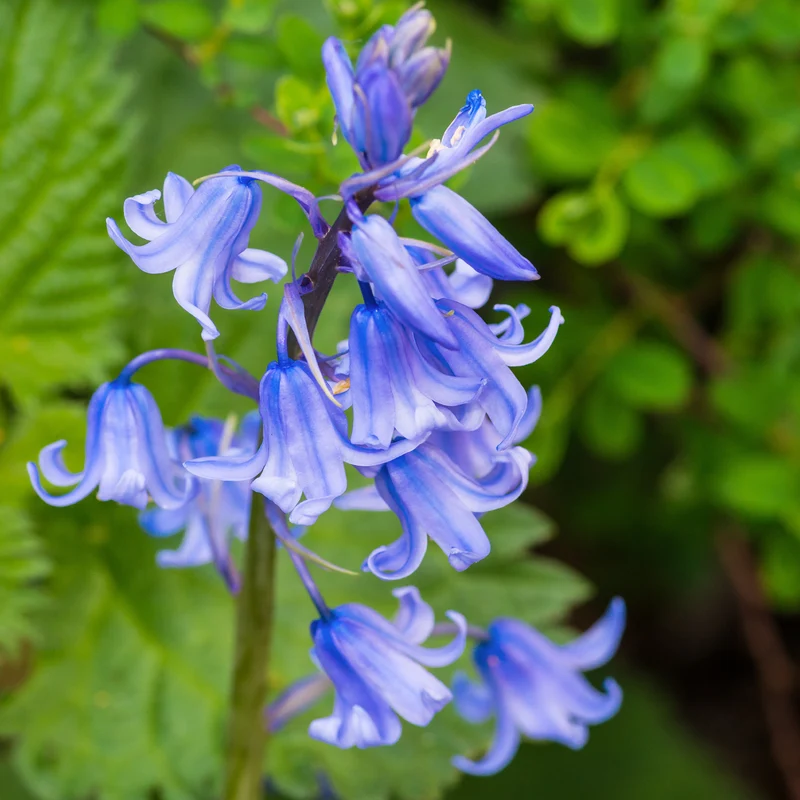 Jacinthe des bois bleue