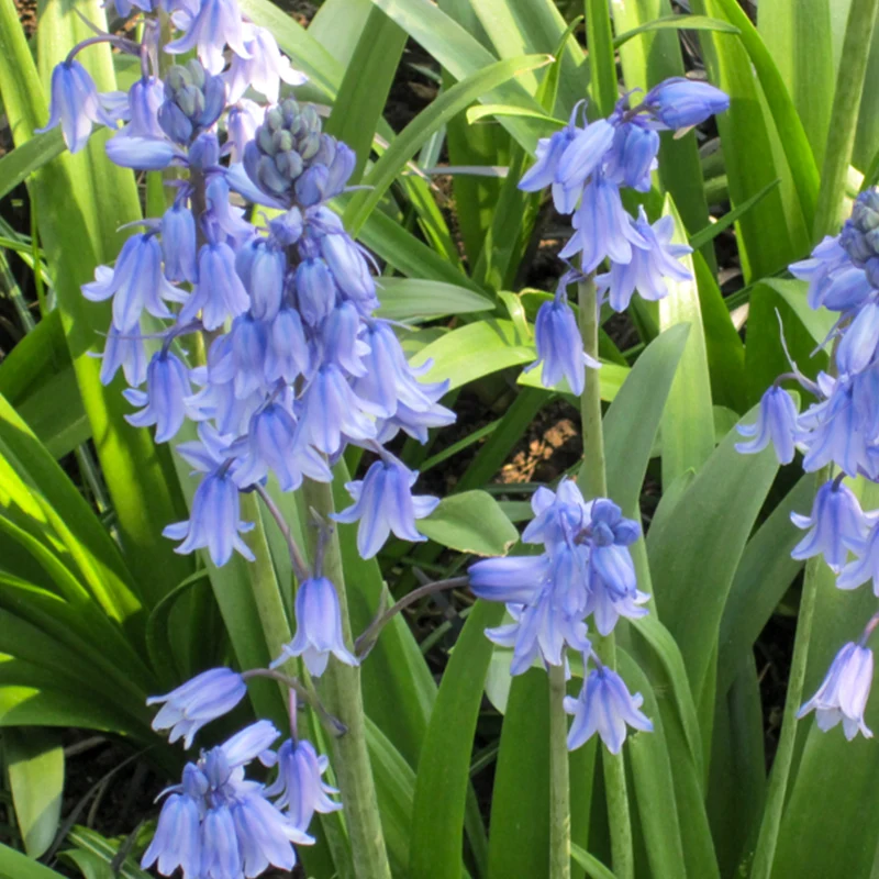 Jacinthe des bois bleue