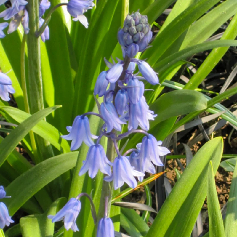Jacinthe des bois bleue