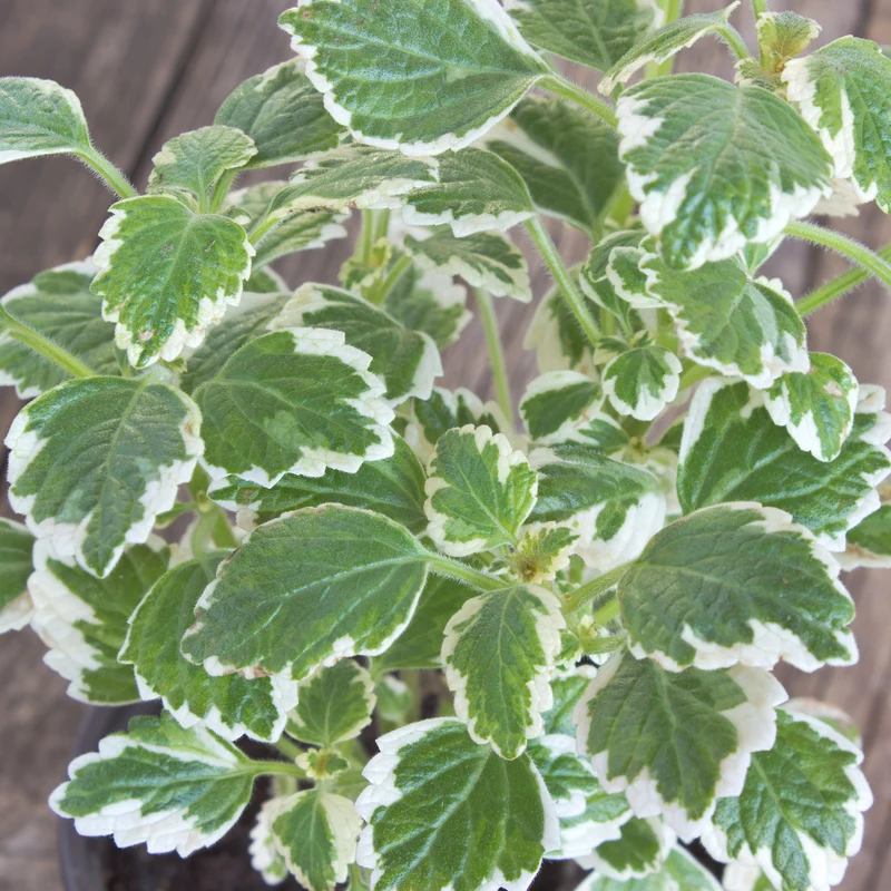 Plectranthus bicolore vert et blanc