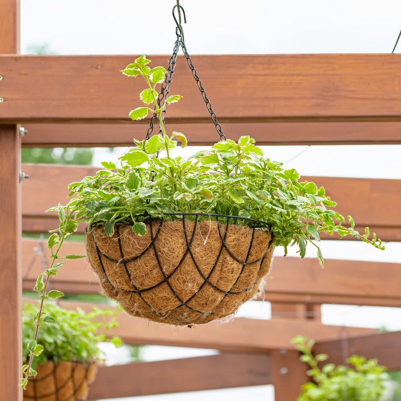 Plectranthus bicolore vert et blanc