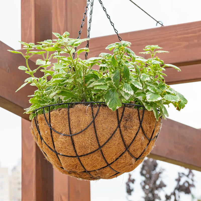 Plectranthus bicolore vert et blanc