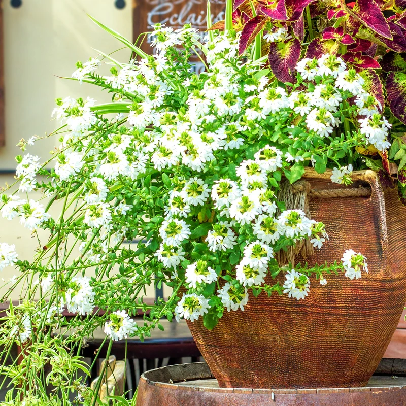 Scaevola blanche