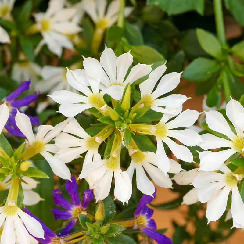 Scaevola blanche