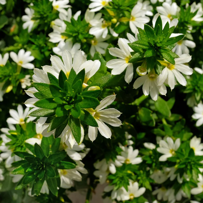 Scaevola blanche
