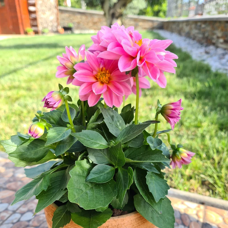 Dahlia rose