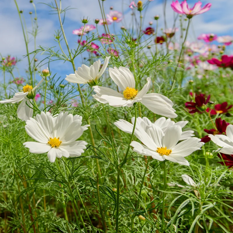 Cosmos blanc