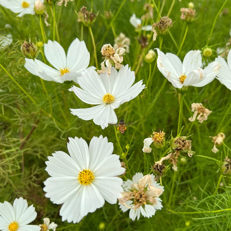 Cosmos blanc