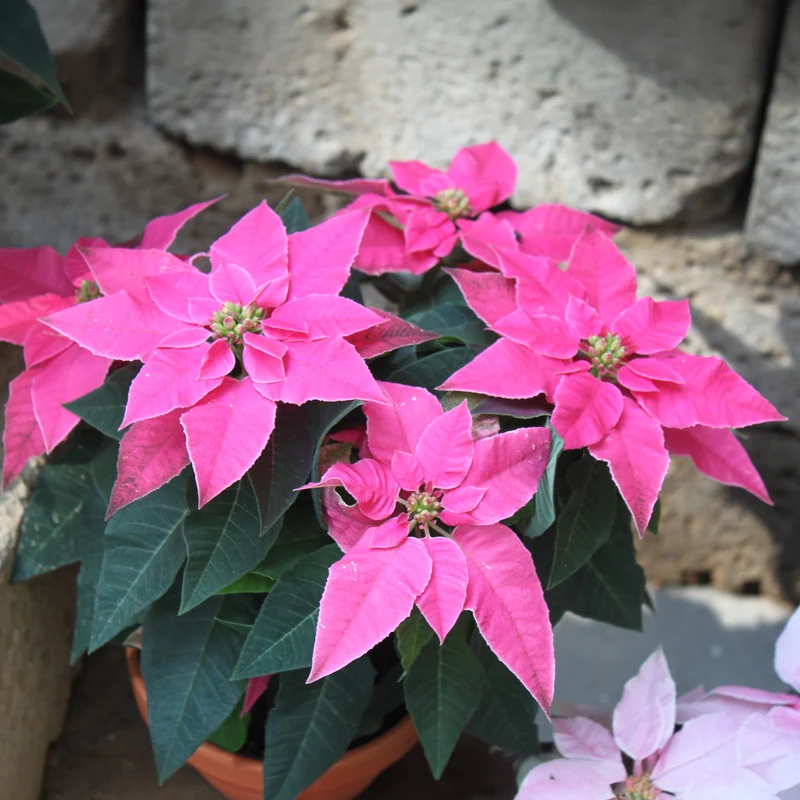 Poinsettia Rose