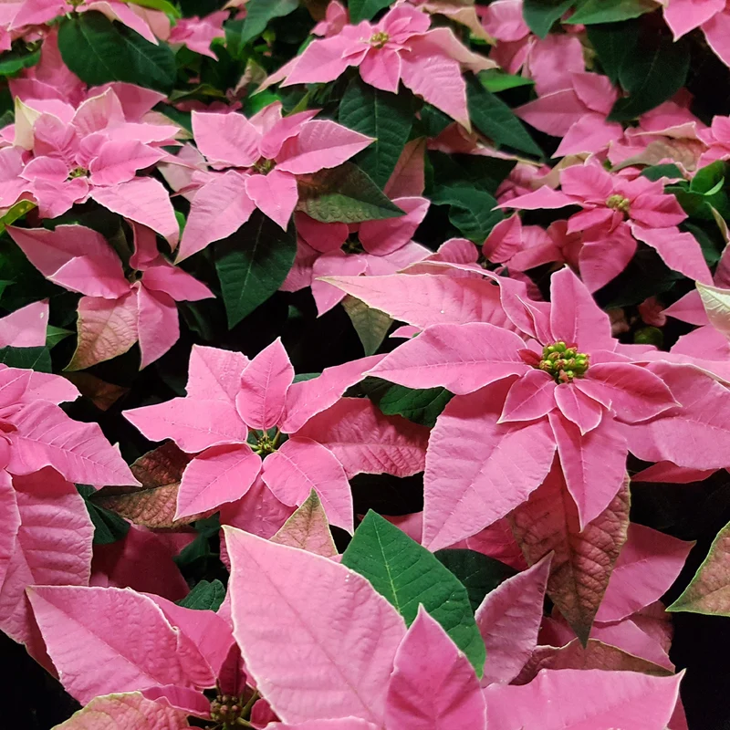 Poinsettia Rose