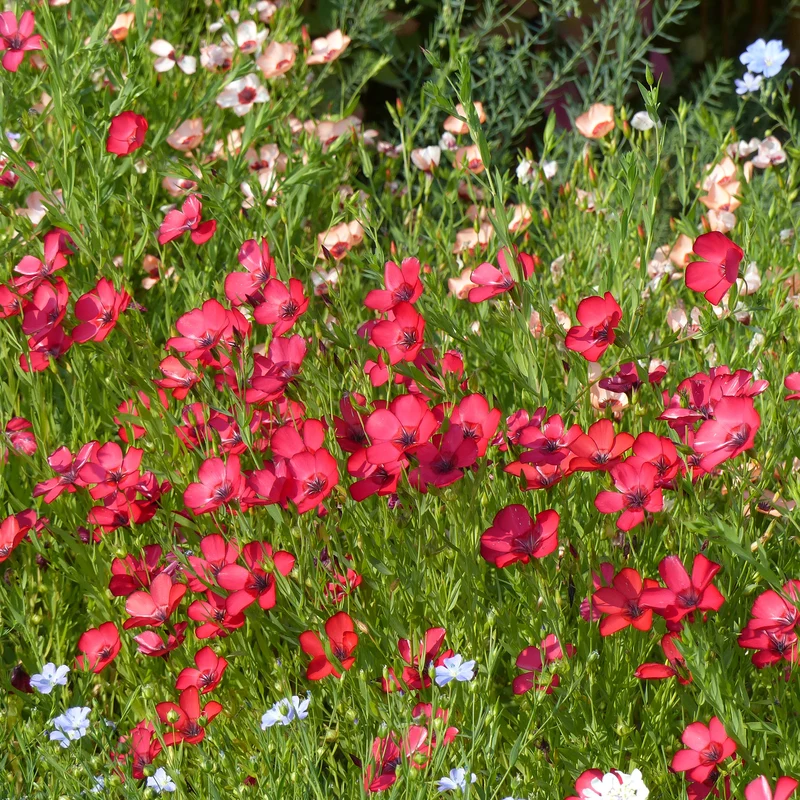 Lin annuel rouge