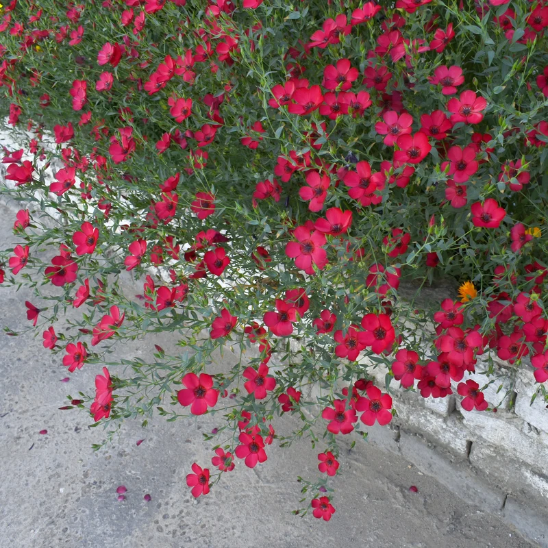 Lin annuel rouge