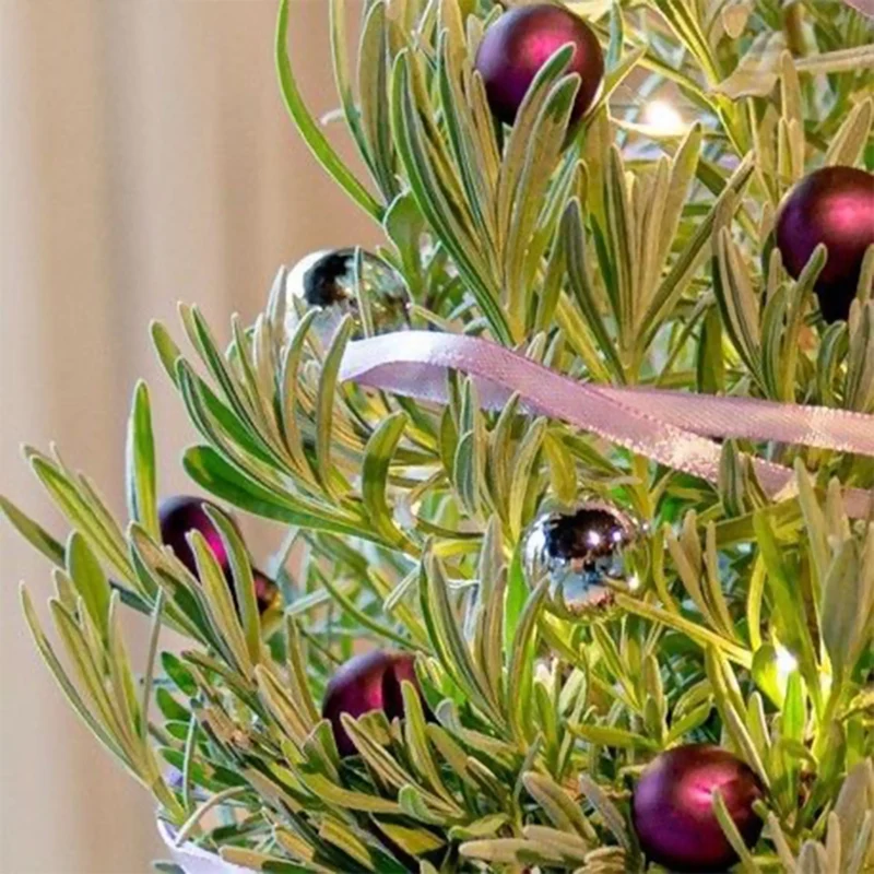 Lavande de Noël