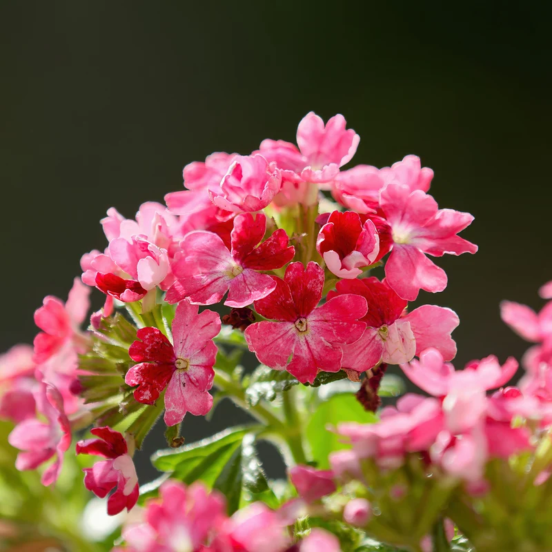 Verveine retombante rose