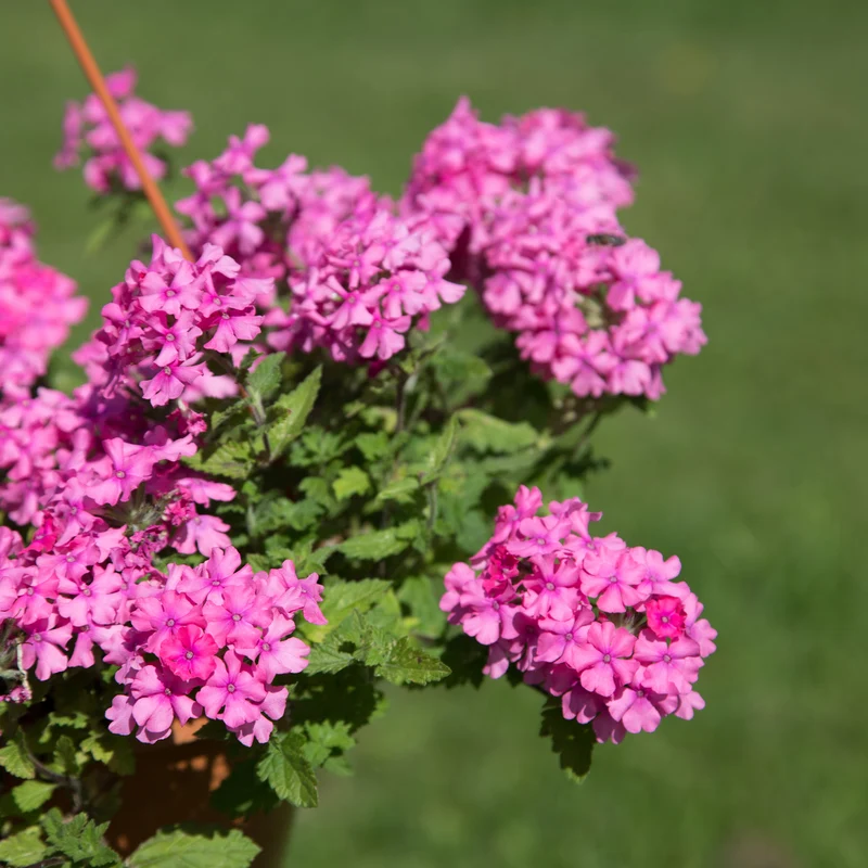 Verveine retombante rose