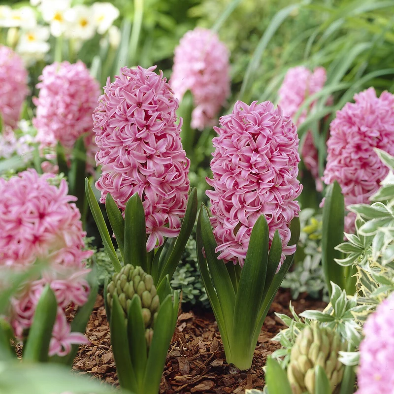 Jacinthe Pink Pearl