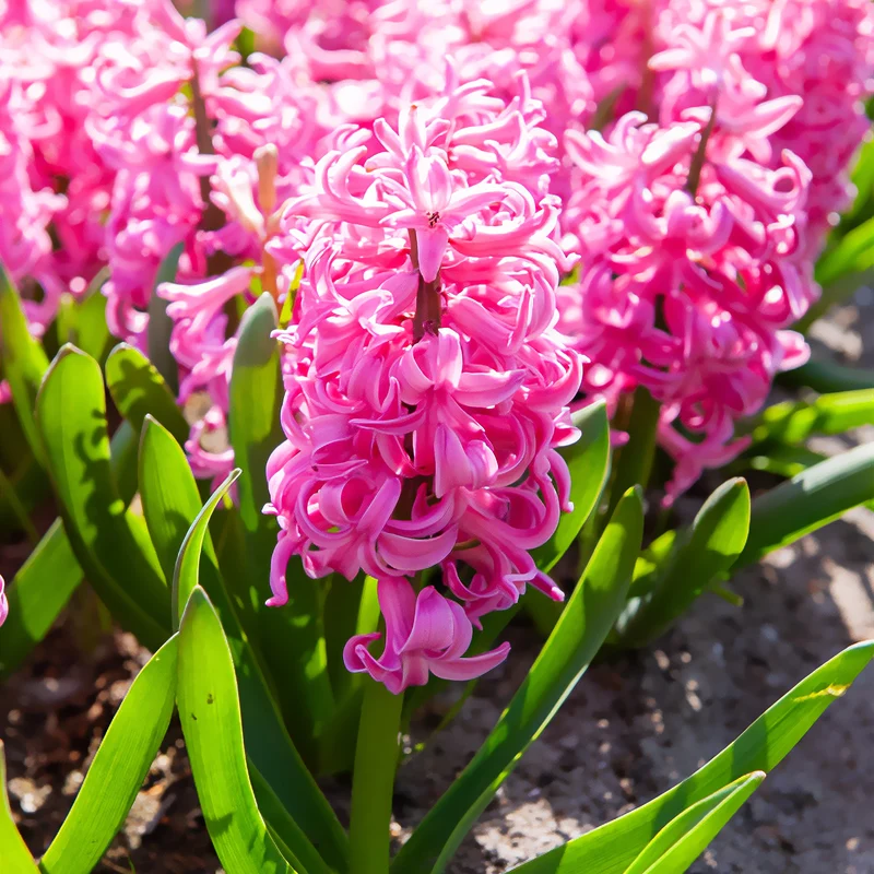 Jacinthe Pink Pearl
