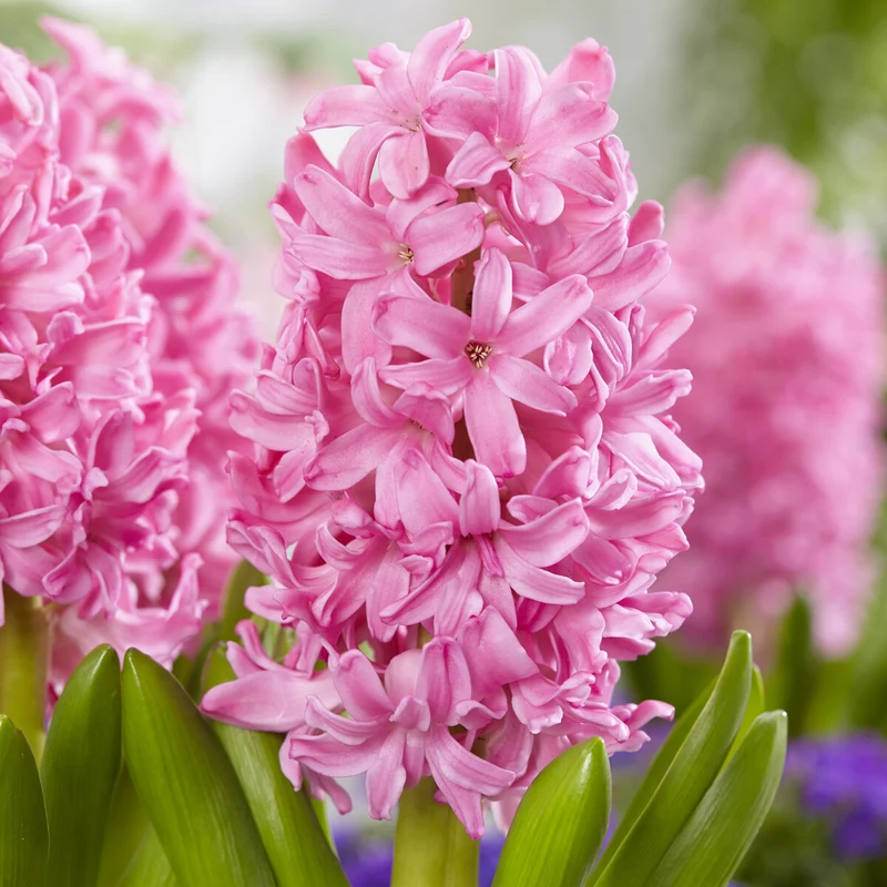 Jacinthe Pink Pearl