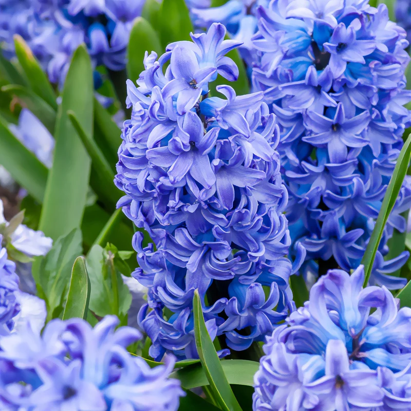 Jacinthe Delft Blue