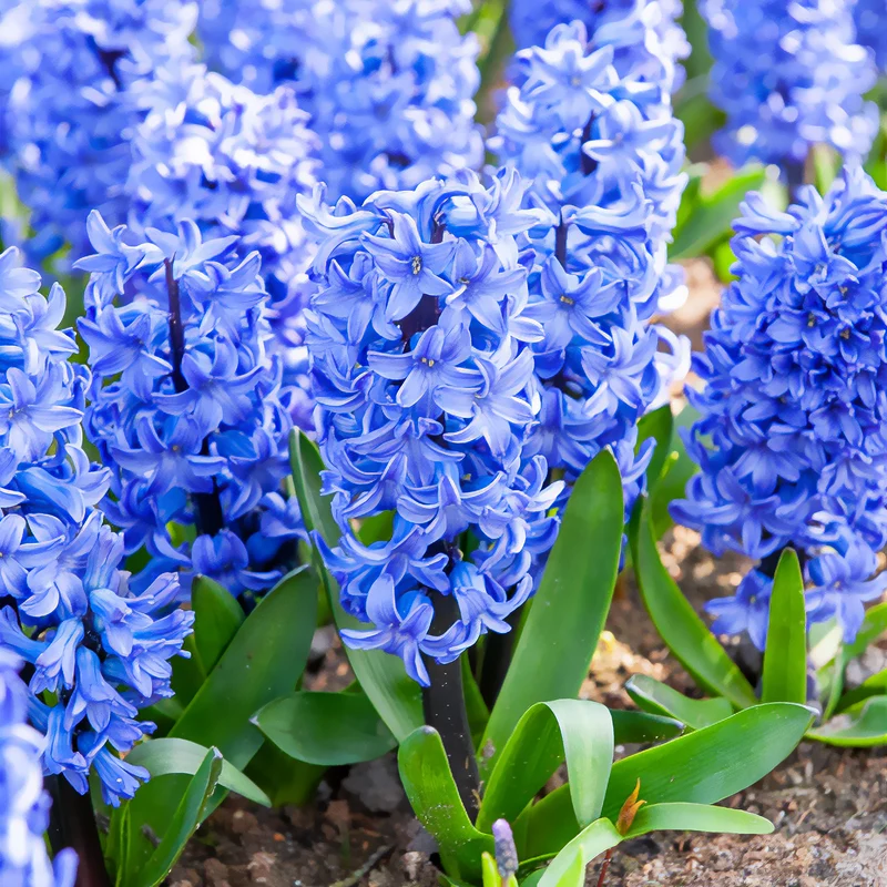 Jacinthe Blue Jacket