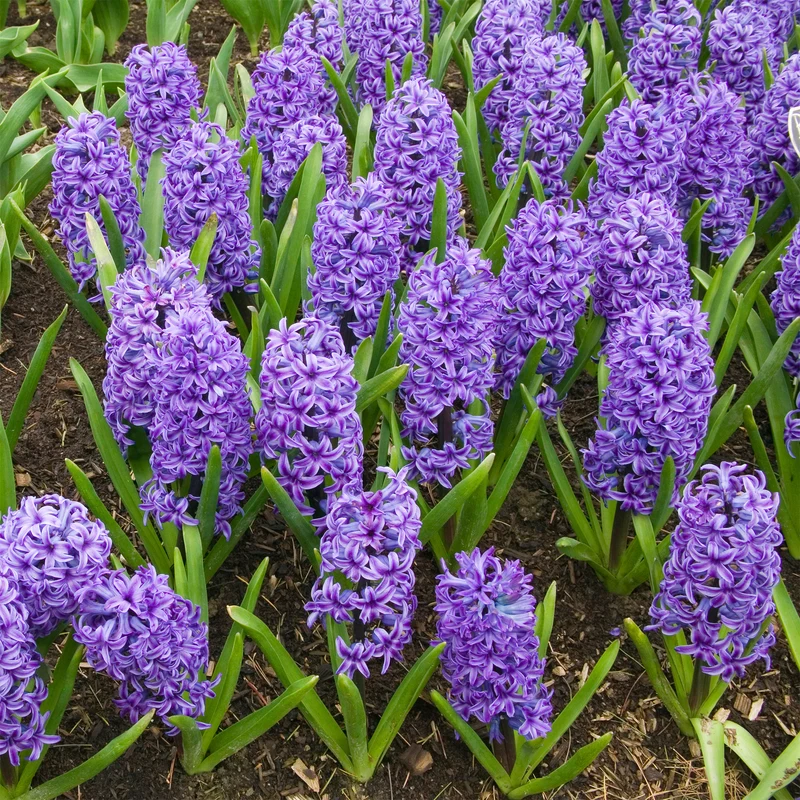 Jacinthe Blue Jacket