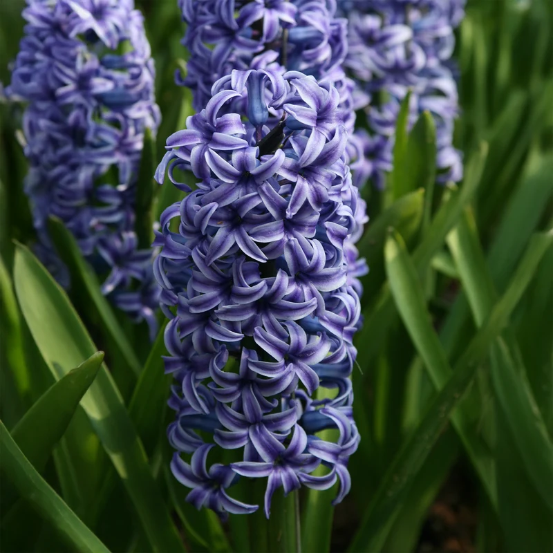 Jacinthe Blue Jacket