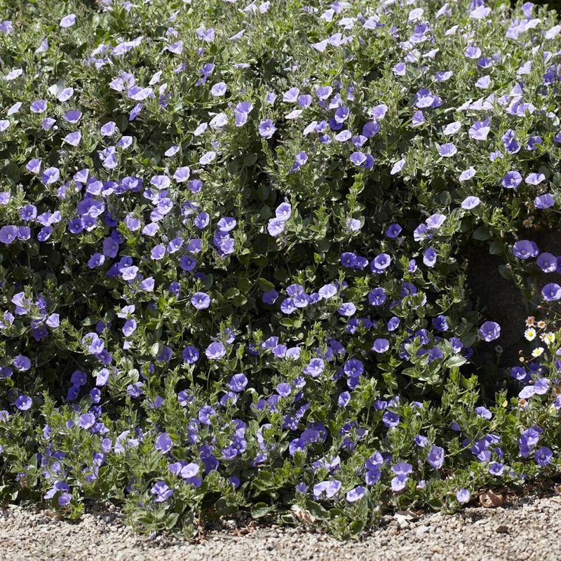 Liseron de Mauritanie Compacta