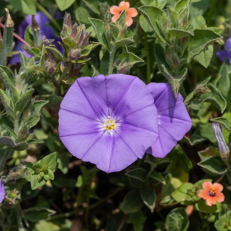 Liseron de Mauritanie Compacta