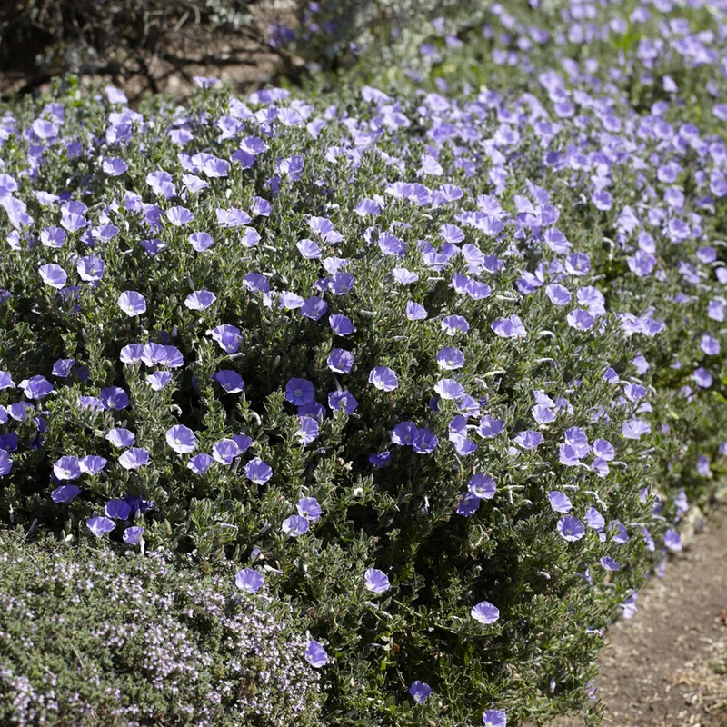 Liseron de Mauritanie Compacta