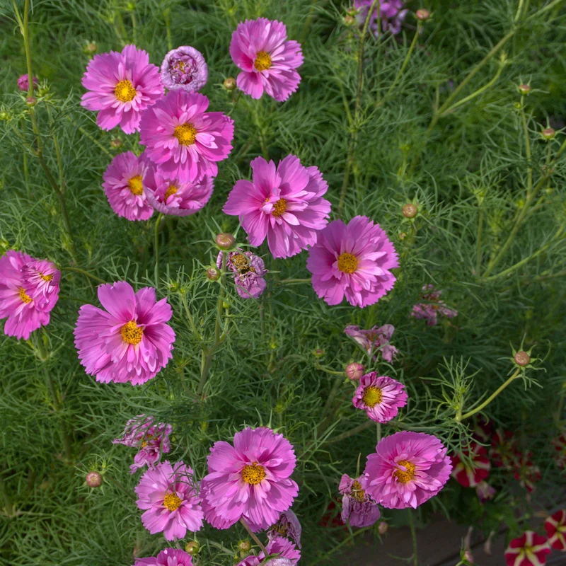 Cosmos double rose