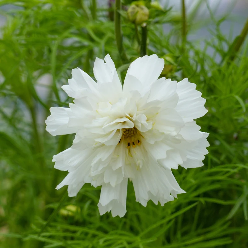 Cosmos double blanc