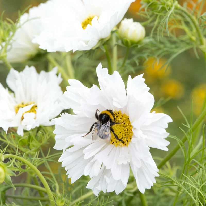 Cosmos double blanc