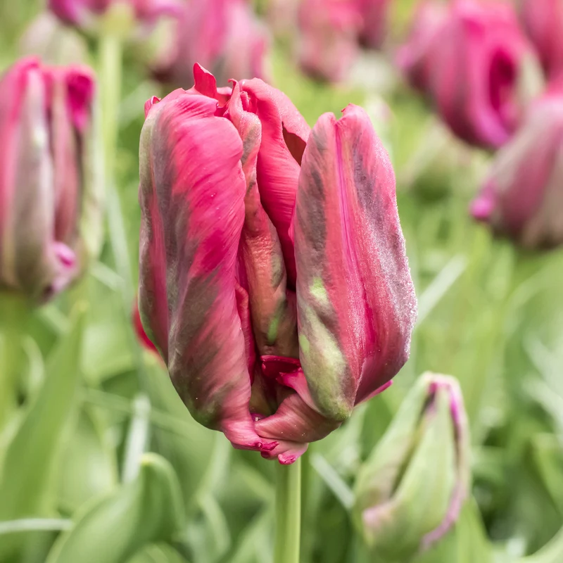 8 Tulipes perroquets Red Madona