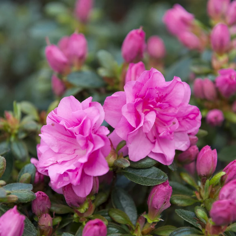 Azalée du Japon Lilac Surprise