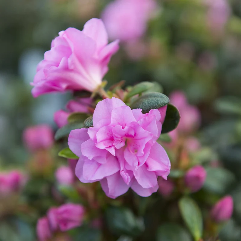 Azalée du Japon Lilac Surprise
