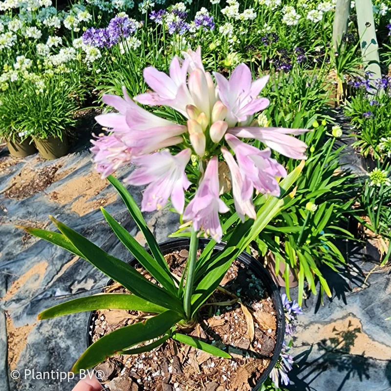 Agapanthe Blush Pink