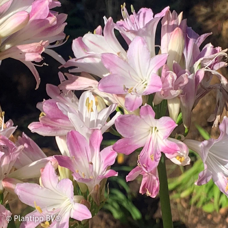 Agapanthe Blush Pink