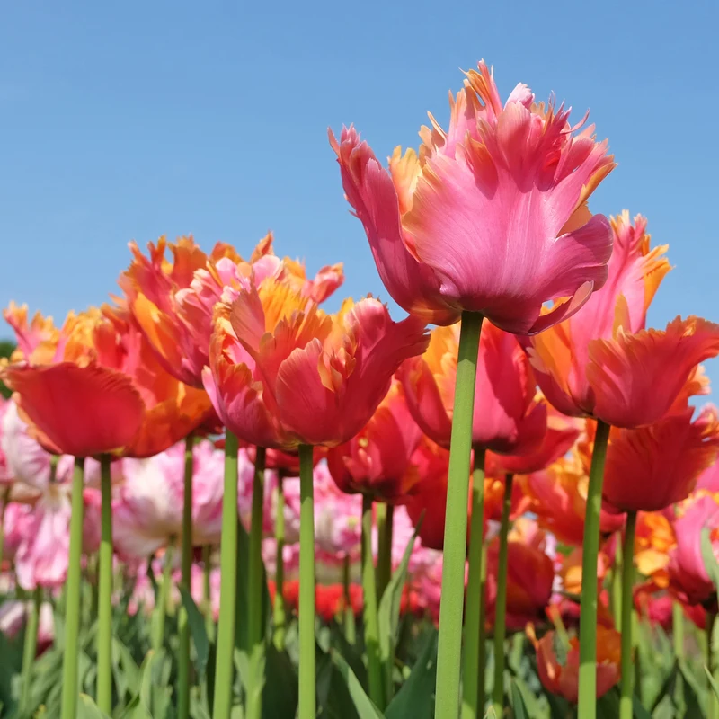 7 Tulipes perroquets Amazing Parrot