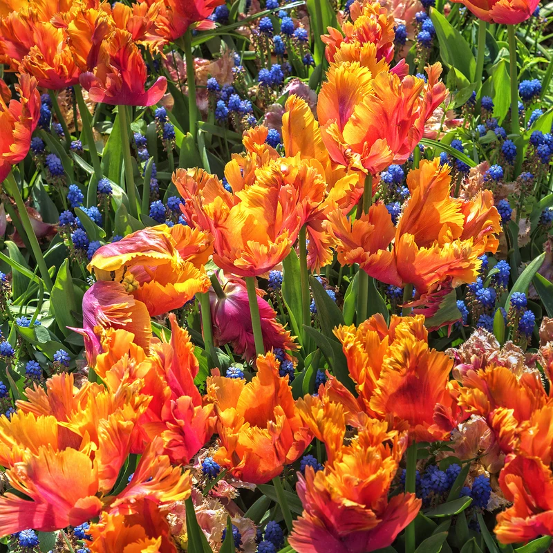 7 Tulipes perroquets Amazing Parrot
