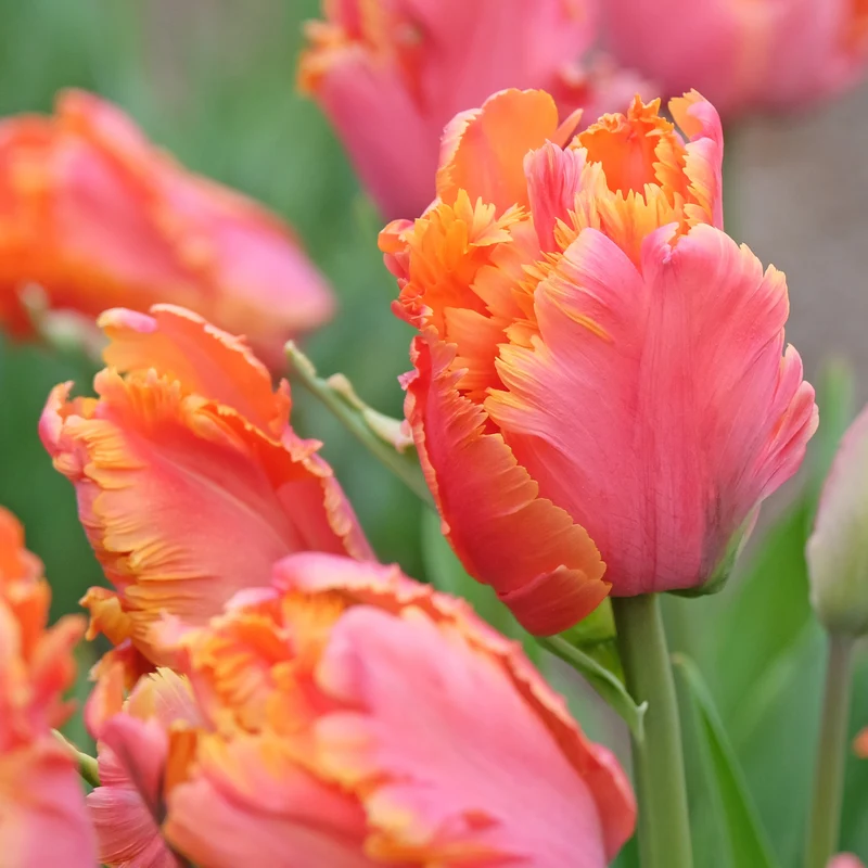 7 Tulipes perroquets Amazing Parrot