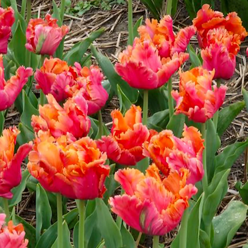 7 Tulipes perroquets Amazing Parrot
