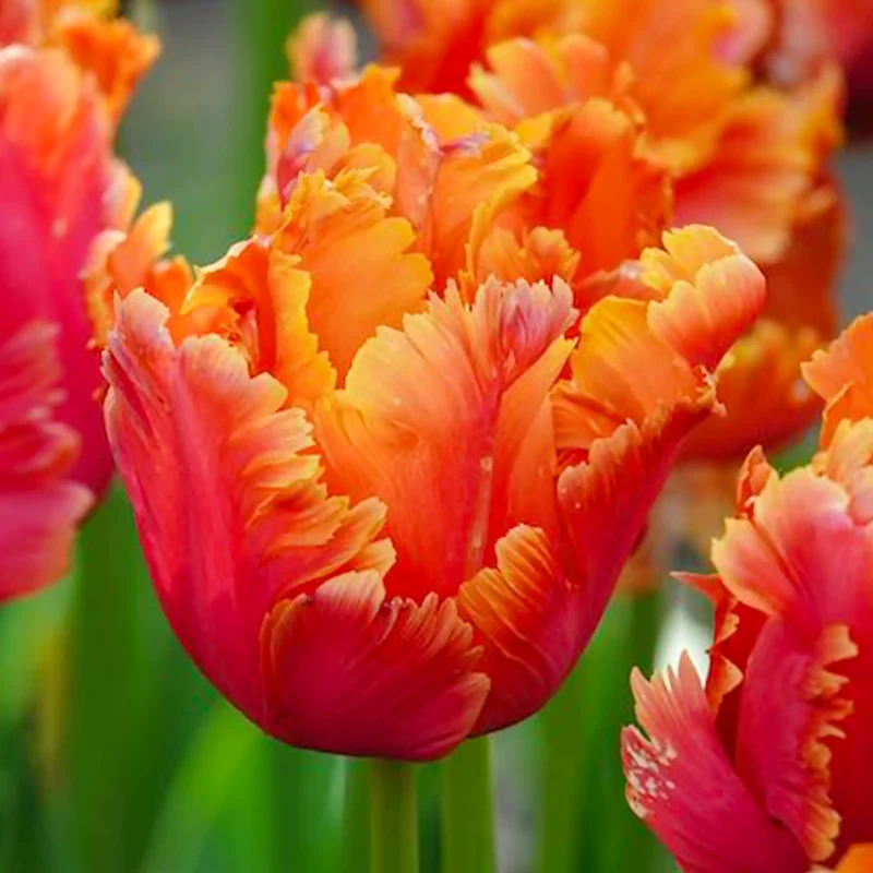 7 Tulipes perroquets Amazing Parrot